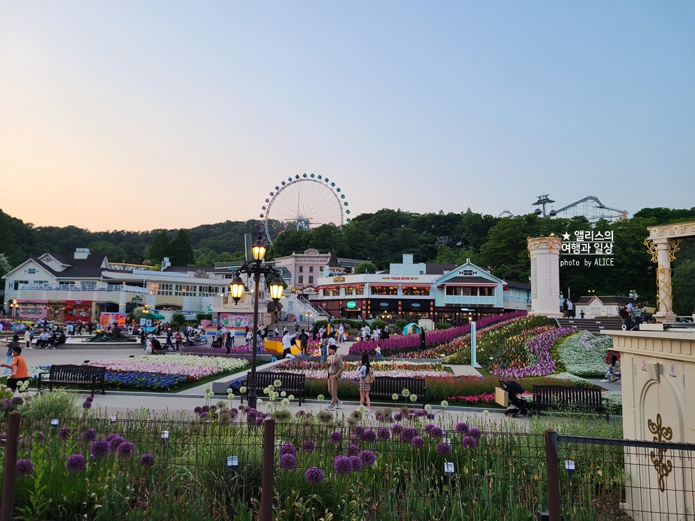 에버랜드 장미축제 2022 기본정보, 지금 개화시기, 에버랜드 플라워 아트&마켓
