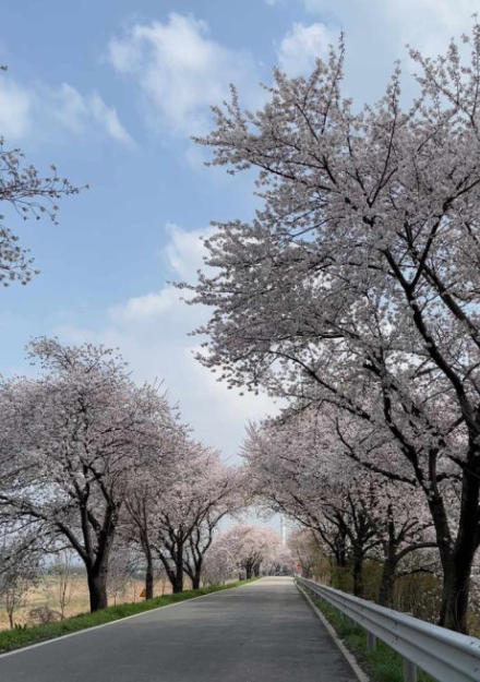 벚꽃길