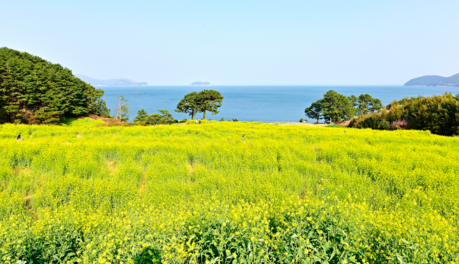 거제 학동내촐 유채꽃밭
