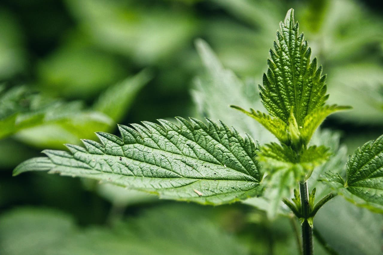 알레르기 완화를 돕는 천연 항히스타민 식품