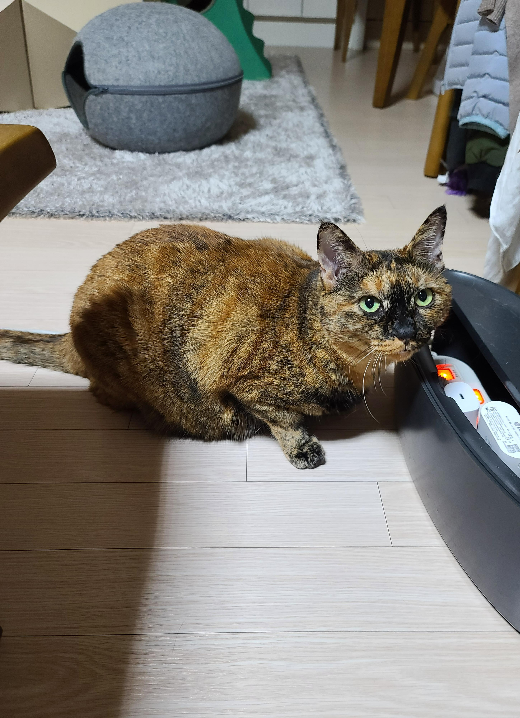 사랑아! 니 이름은 '다다'가 아니고 '사랑이'라고오!!