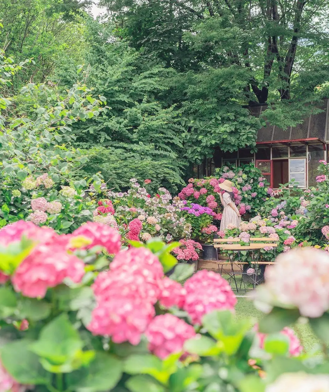화담숲 여름 수국 축제 사전예약 바로가기
