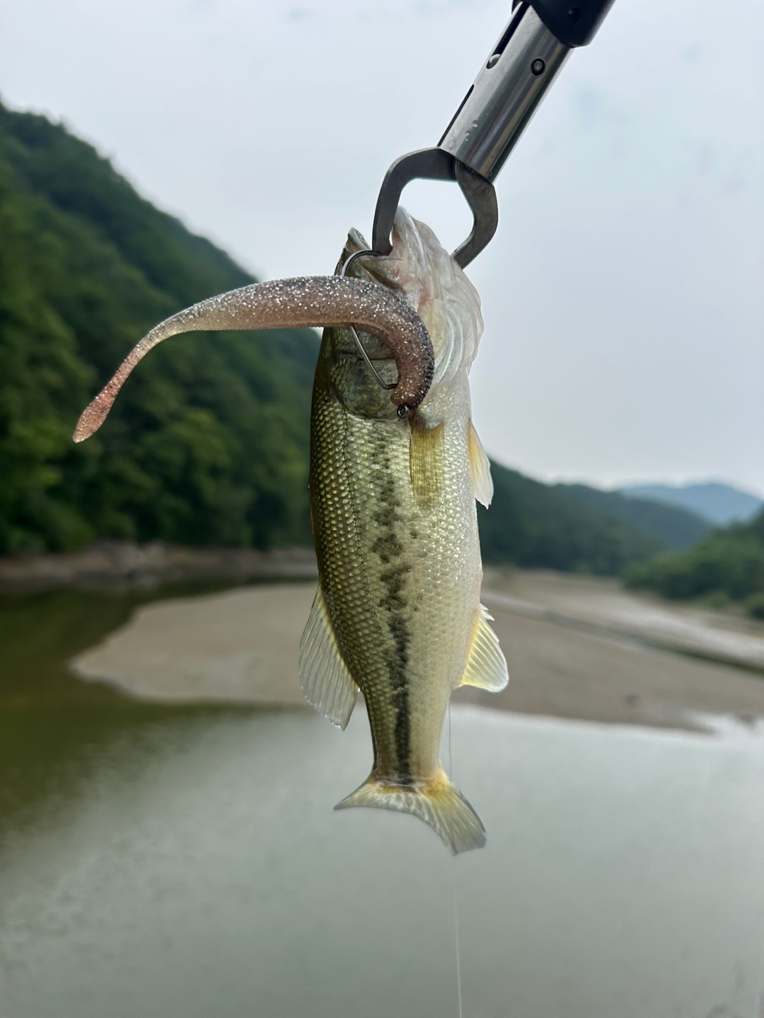 배스 사진