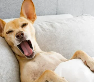 강아지 꿈해몽 상황별 의미 총정리 (길몽 vs 흉몽)