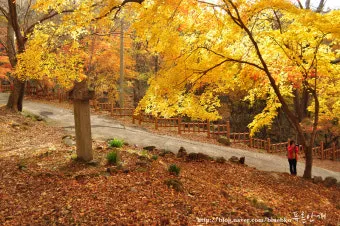 가을 단풍 여행지 베스트10 산책로 사진스팟 대중교통으로 여유롭게_21