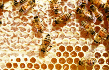 마누카 꿀 구매 시 고려사항