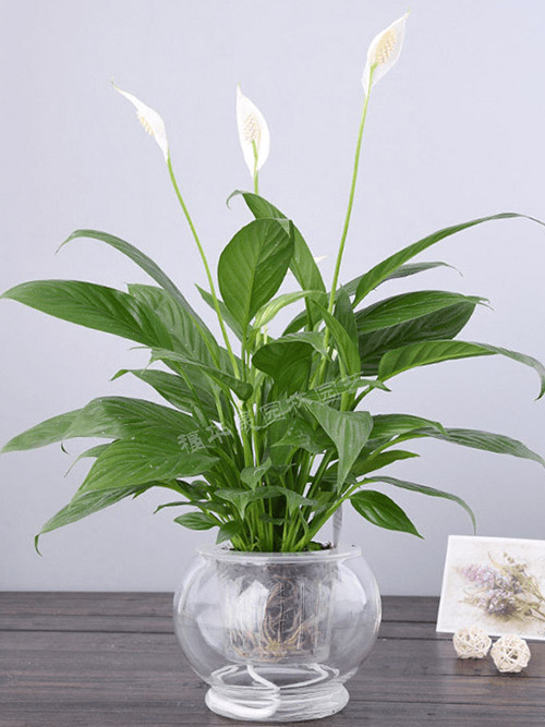 공기정화식물-하얀-꽃이-피어있는-스파티필름