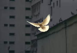 한화생명 e시그니처 암보험 보장내용 총정리 (무배당 비갱신 암보험금)