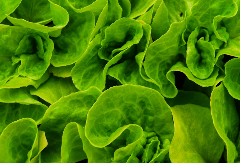 눈떨림 완화 : 녹색 채소