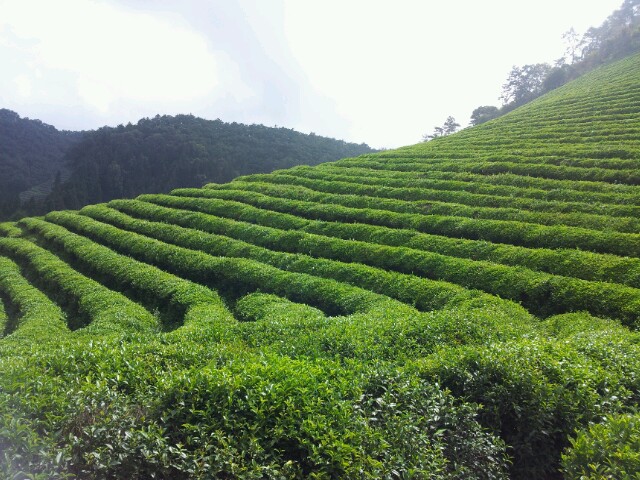 보성 녹차밭 초록 언덕 풍경