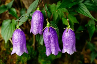 우리나라 특산식물 댕강나무와 댕강나무 꽃말 꽃댕강나무_2