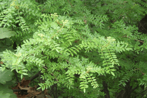 산초기름의 효능08