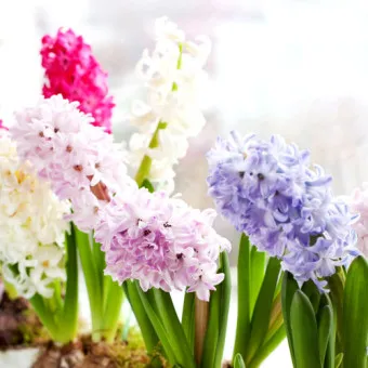 히아신스 꽃말 키우는법 꽃이 지고난 후 수경재배_3