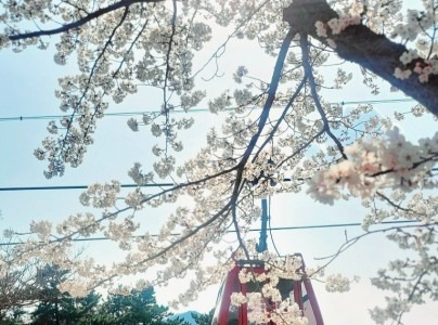 울진 왕피천 케이블카 요금 예약