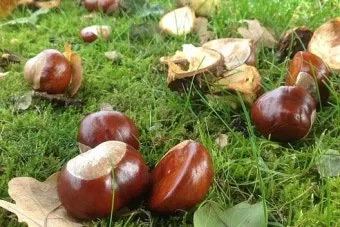 밤나무 재배 수분 수정 꽃가루 관리 해충 방제_3