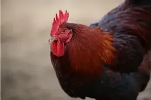 닭