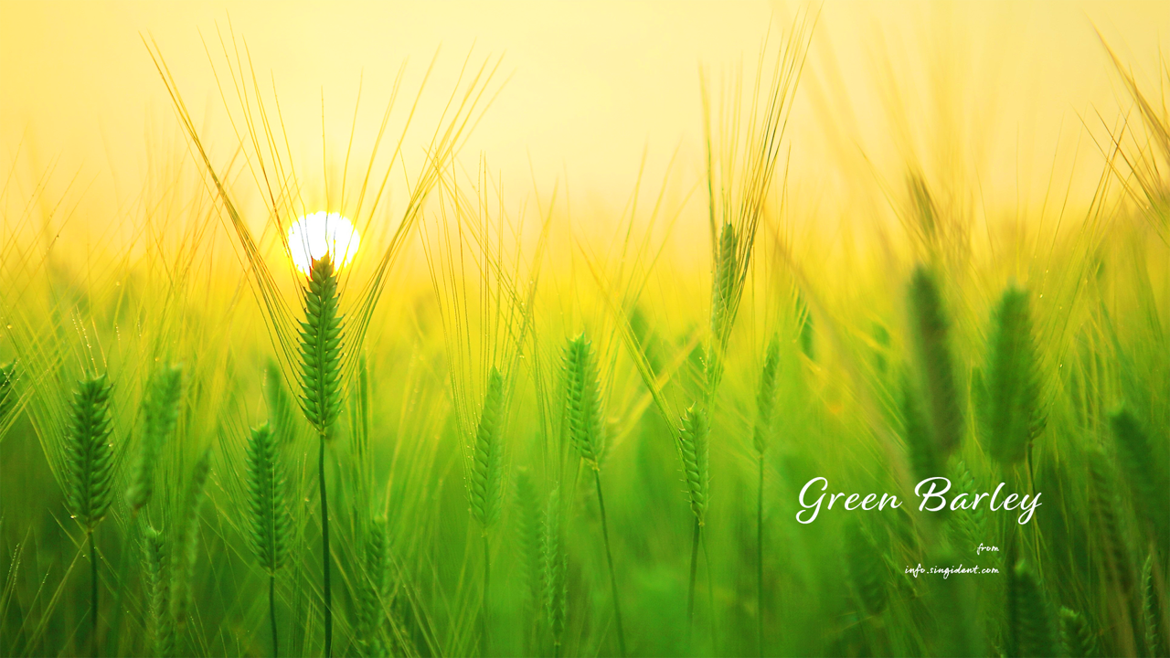 12 노을과 청보리 C - Green Barley 봄배경화면