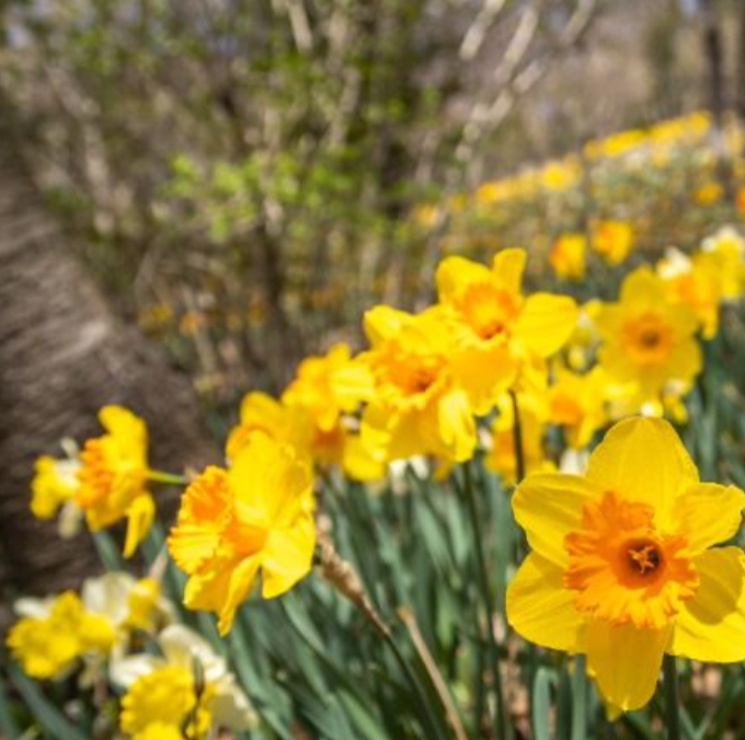 화담숲 봄 수선화 축제