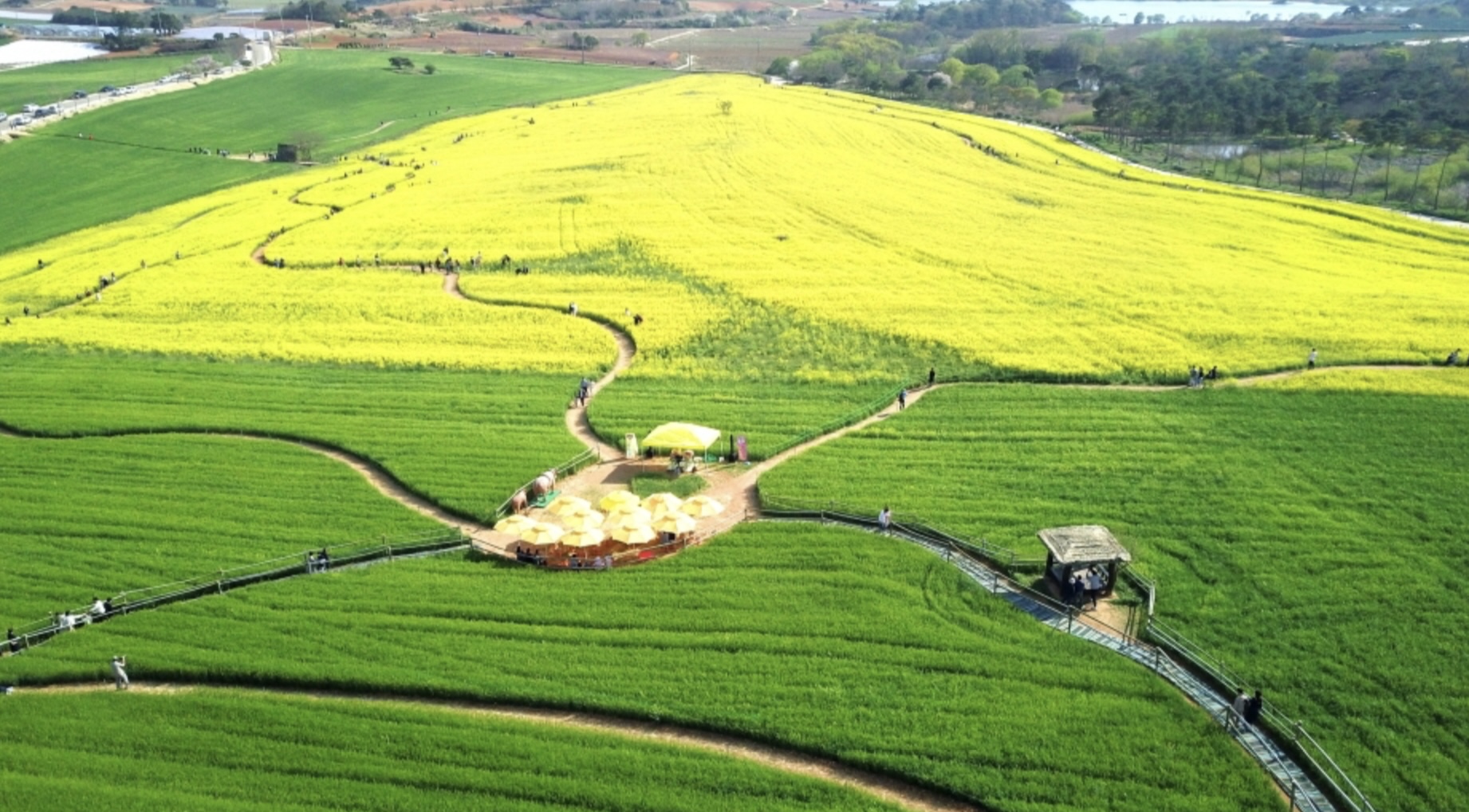 초록물결의 절경, 고창 청보리밭축제 2025년 기준|사진 명당 부터 주차 꿀팁 (이미지 = 대한민국 구석구석 홈페이지)