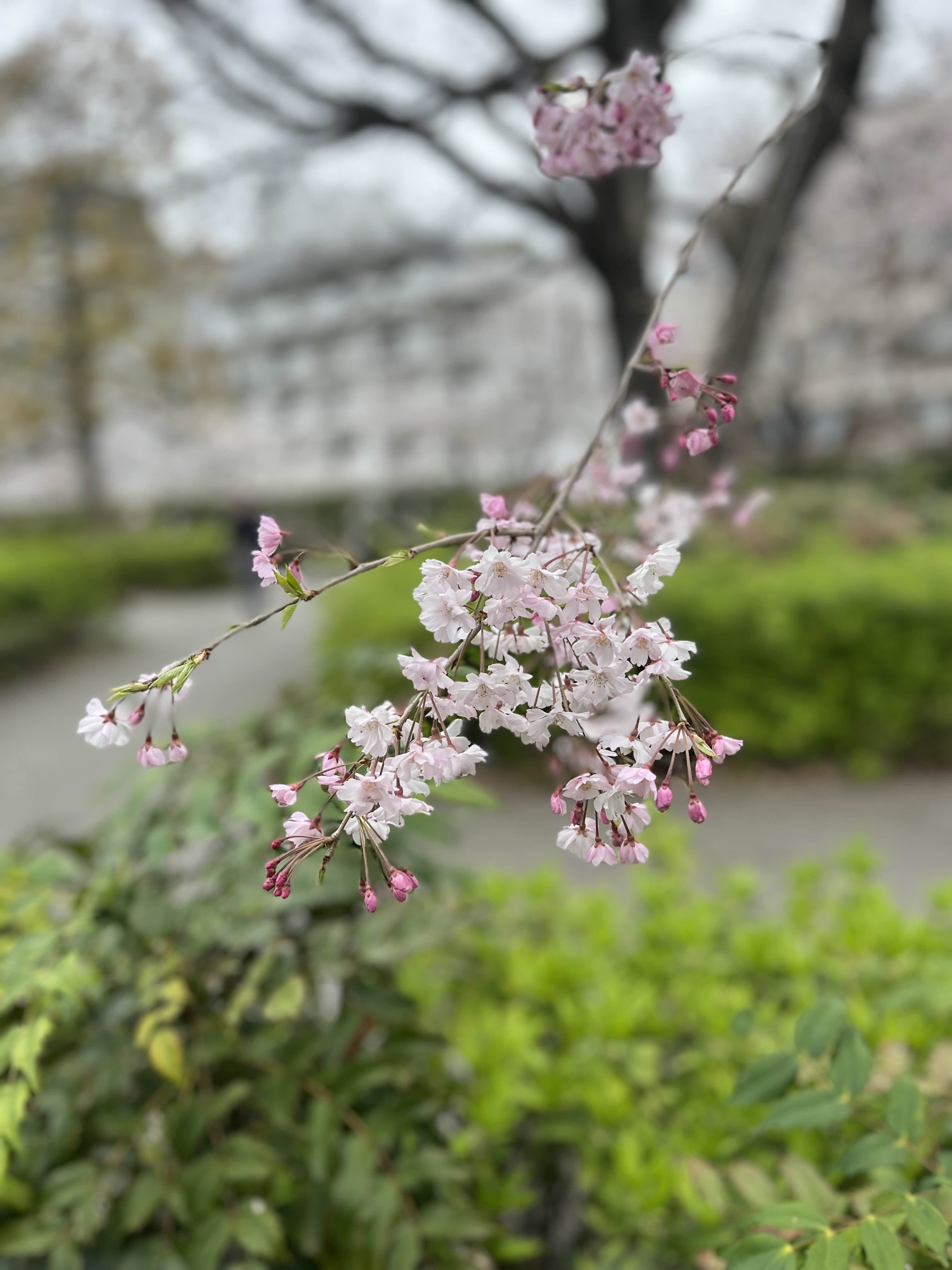 도쿄 미드타운 벚꽃