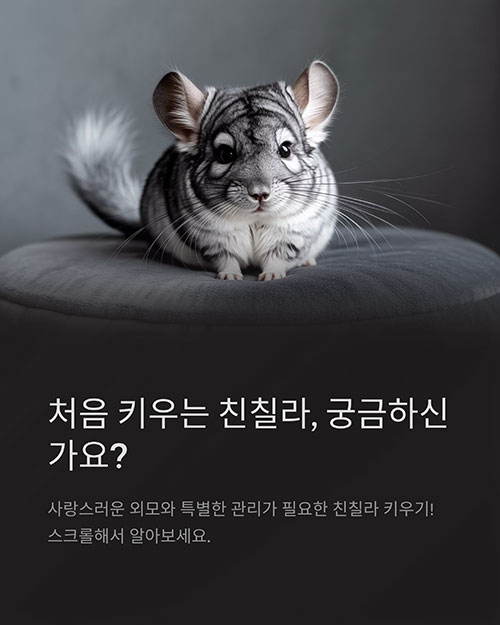 친칠라 키우기