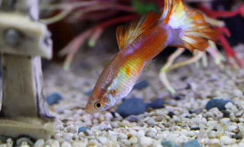 열대어 키울 때의 어항 바닥재 선택 가이드