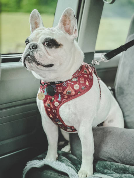 반려동물 카시트의 필요성