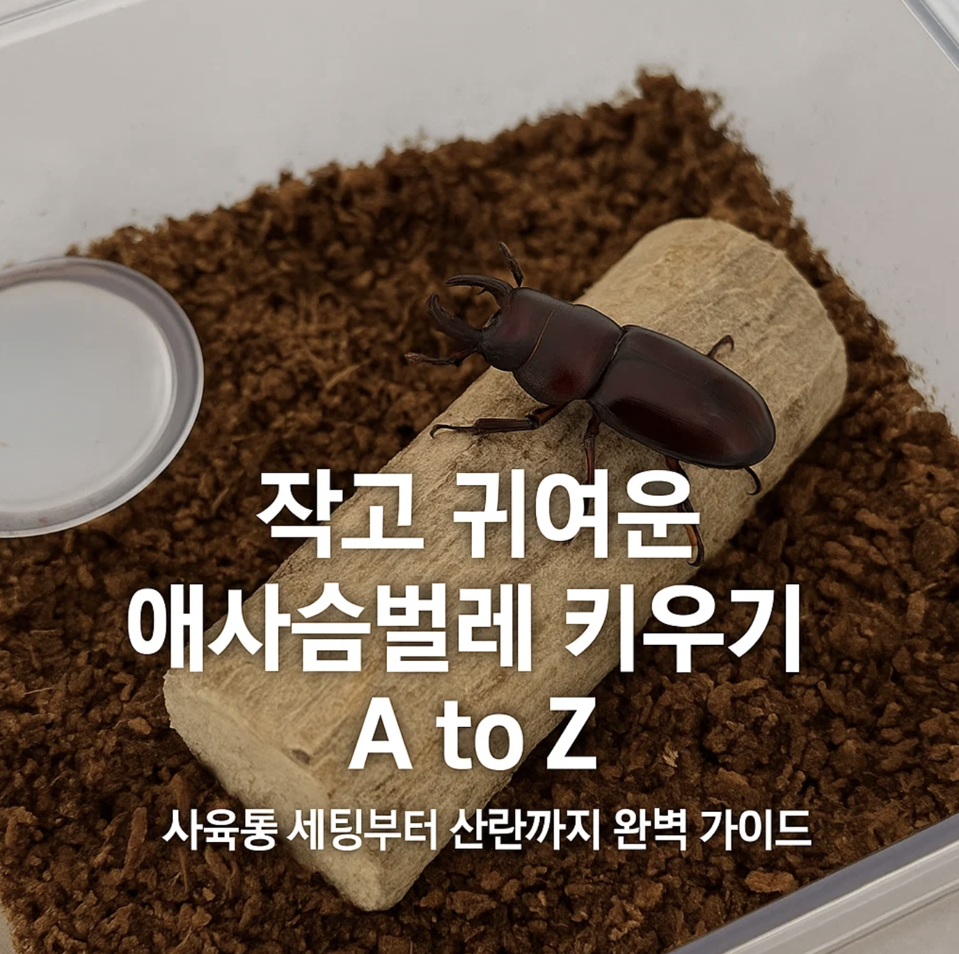 작고 귀여운 애사슴벌레 키우기 A to Z (사육통 세팅부터 산란까지 완벽 가이드)