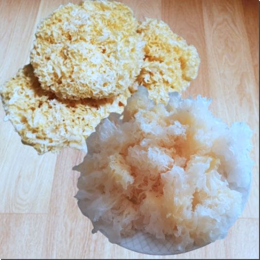 백목이버섯 섭취량과 주의점