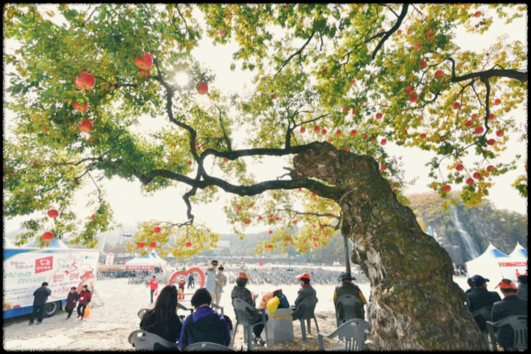 청송사과축제