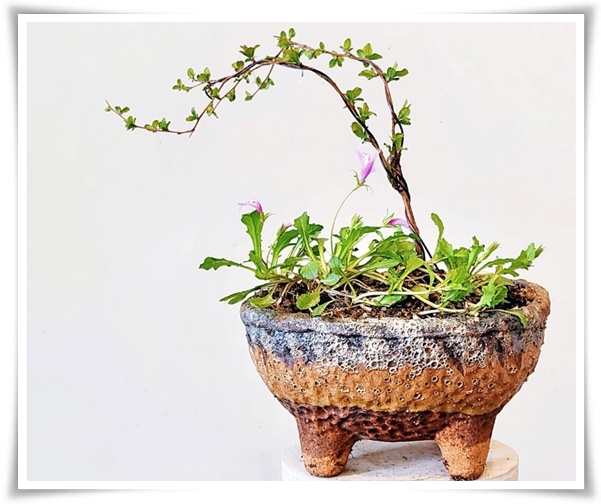 &quot;설유화&quot; 눈꽃보다 아름다운 꽃, 봄을 깨우는 순백의 기적!