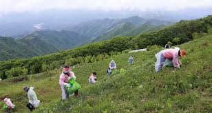 제 19회 영양 산나물 축제 기본일정과 특징 소개