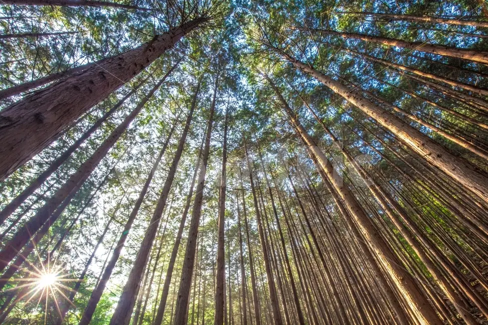 완주 공기마을 편백나무숲