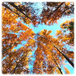 벌영리 메타세콰이어 숲