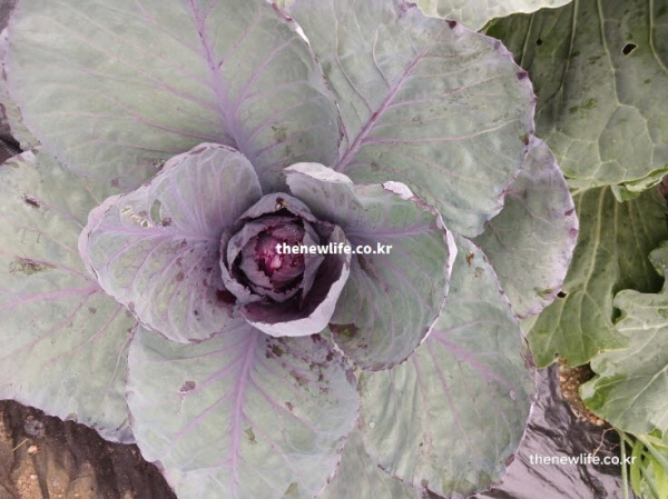 양배추 효능 여드름 진정 비타민 C 카로티노이드 실사진
