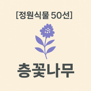 보라빛 꽃이 층층이 피는 층꽃나무