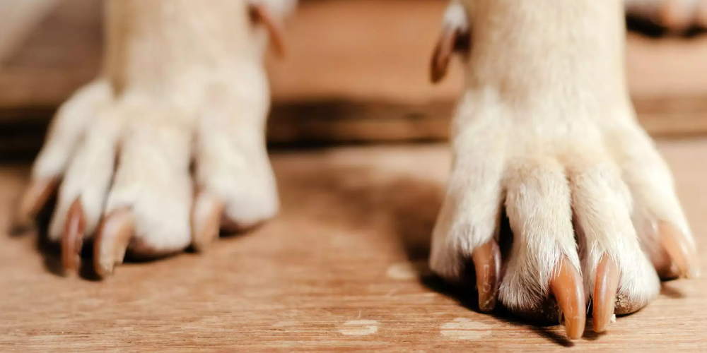 강아지 발톱 감염