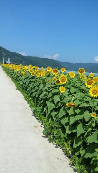 해바라기길 산책 시간 그늘 벤치 위치 휴식 포인트_6