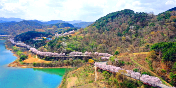 옥정호 벚꽃축제