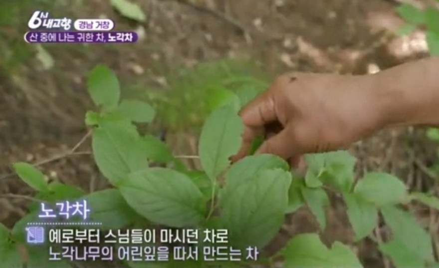 동네한바퀴-거창-모리산-노각차-권영익