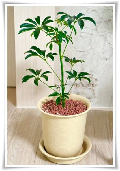 "홍콩야자 키우기" 실내 정원 가꾸기에 매력적인 식물!