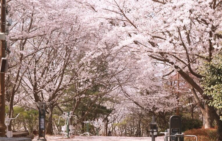 벚꽃축제 / 전라도 벚꽃축제 BEST 5/ 벚꽃명소