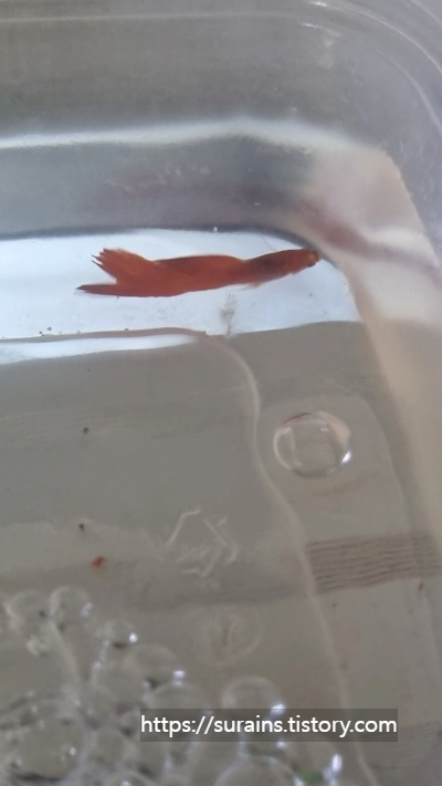 구피 꼬리마름병 갈라짐 네오테라 약욕 사용법 후기