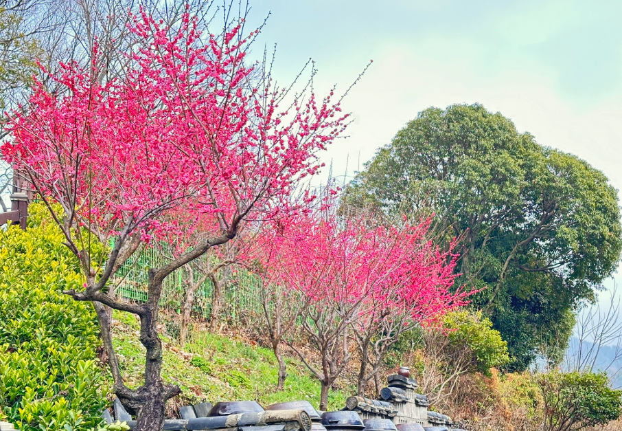 매곡동 매화