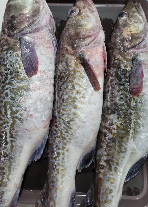 틈만나면 양재 식당 위치, 개포동 대구냄비매운탕 뽈지리탕 내장볶음, 최지우 시즌3 맛집