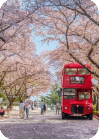 벚꽃 축제 일정