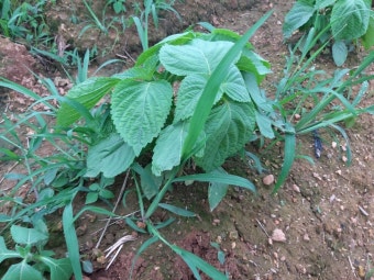 물주기와 웃거름 주기