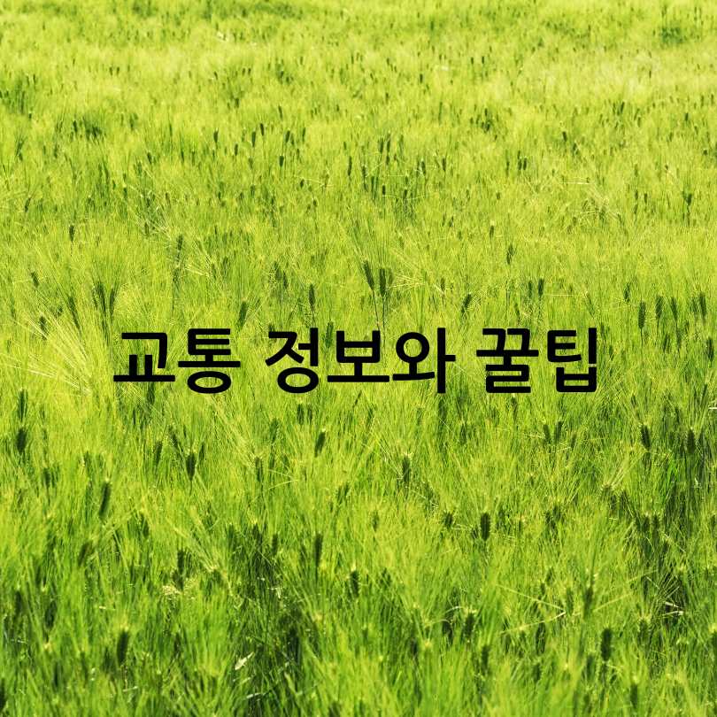 고창 청보리밭 축제 2025