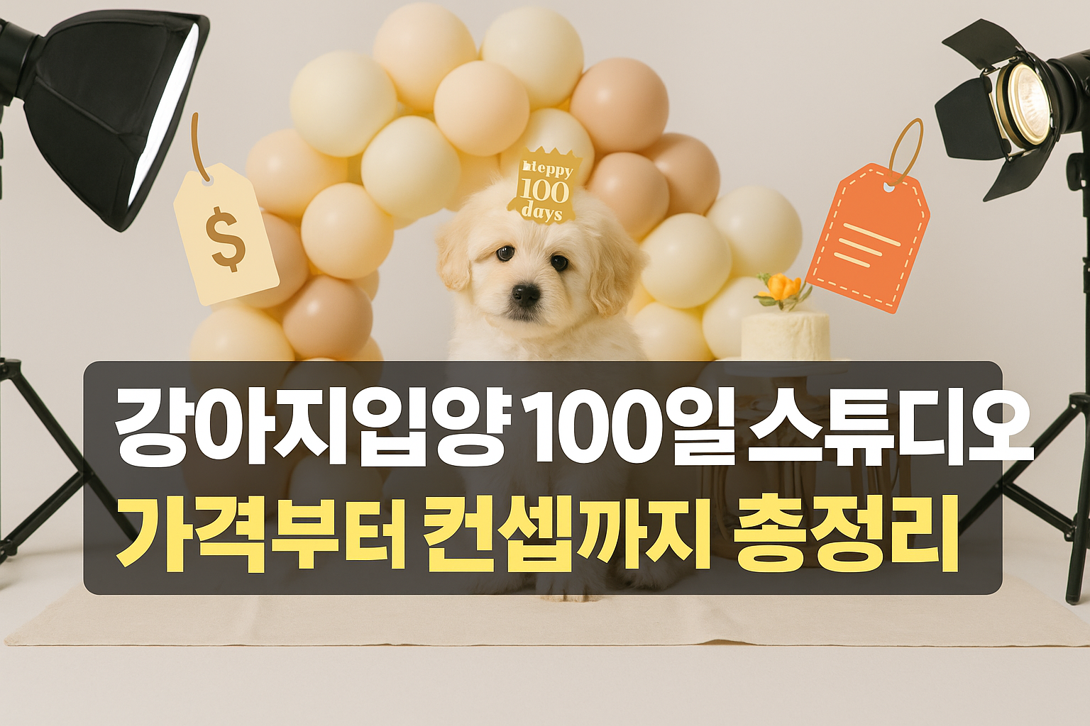 강아지입양 100일 스튜디오, 가격부터 컨셉까지 한눈에 비교하는 총정리