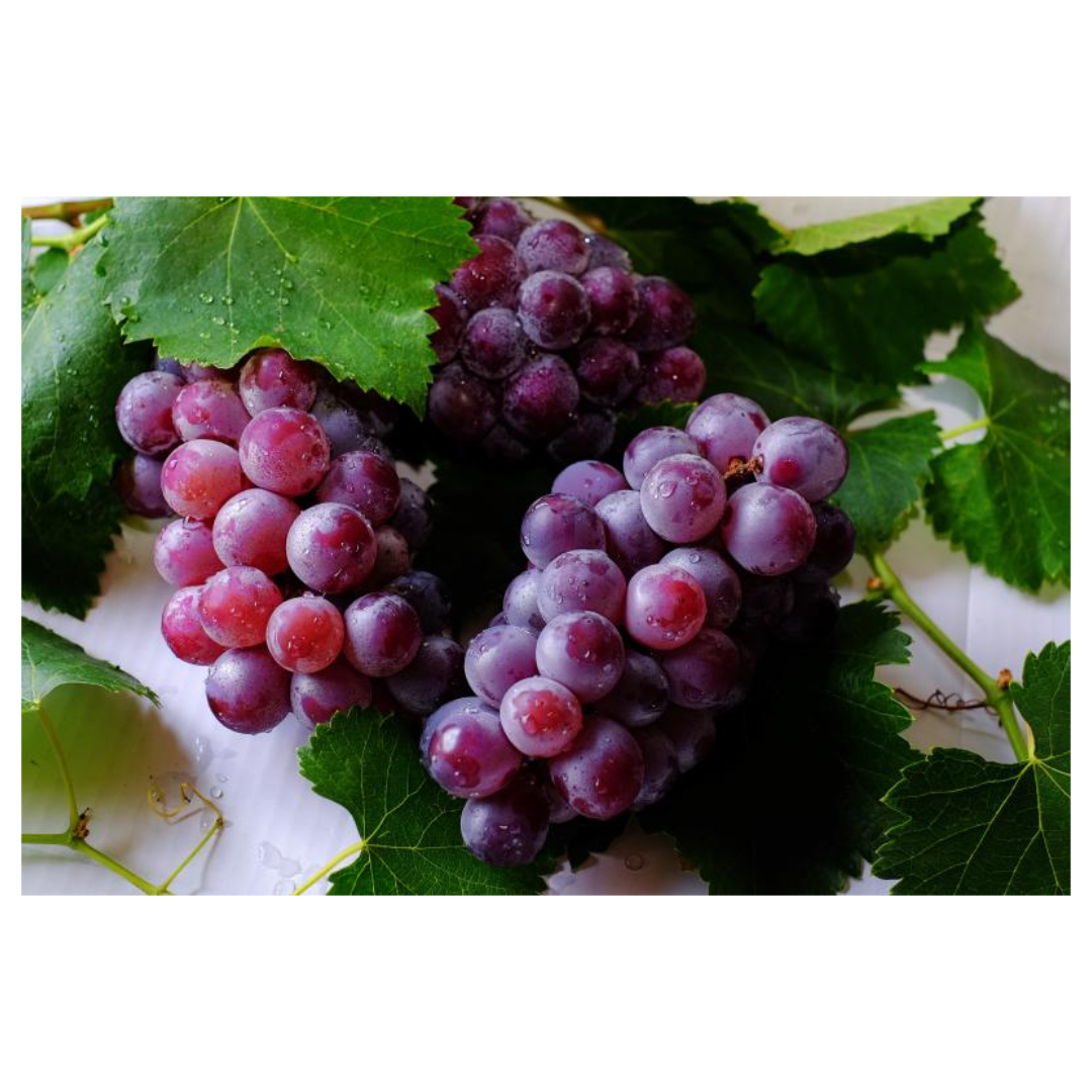 식물성 멜라토닌과 관련된 사진입니다.